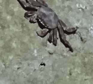 Schnorcheln Makadi Bay