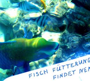 Findet Nemo