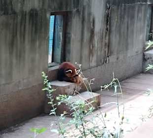 Red panda