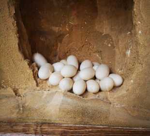 Krokodilfarm Animalia