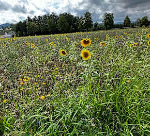 Wandern Waldmünchen