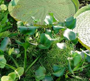 Tropenhaus im Botanischen Garten