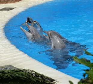 Arbeiten mit den Delfinen
