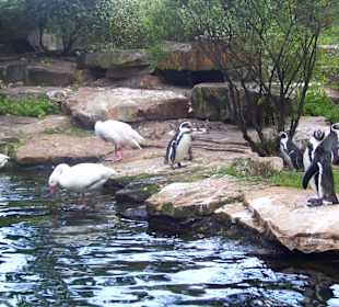 Berliner Zoo