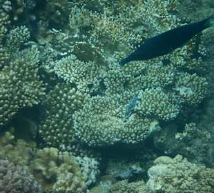 Schnorcheln Marsa Alam