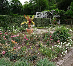 Spaziergang durch den Rosengarten Coburg