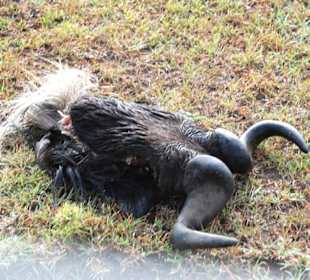 Gnu Kopf
