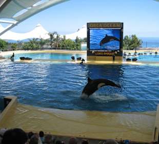 Orca Ocean Show