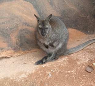 Känguru