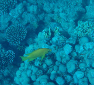 Stülpmaul-Lippfisch (Weibchen)