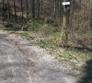 Waldkulturerbe Neuweiler Viehweide