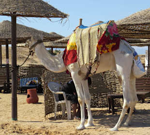 Ausflug nach Sharm el Naga
