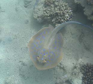 Blaupunktrochen am Hausriff