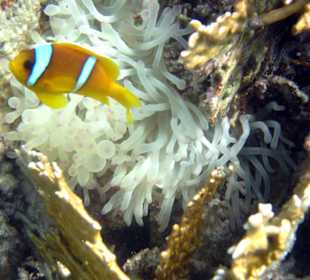 Findet Nemo am Nordriff Brayka Bay