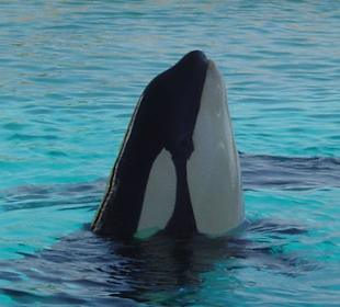 Orca