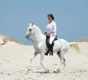 Araber-Hengst Soprano mit Inka