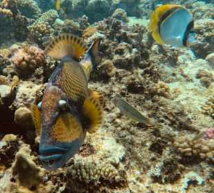 Schnorcheln Marsa Alam