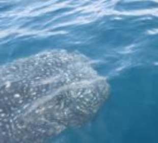 Walhai an der Wasseroberfläche