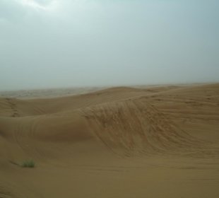 Wüstensafari