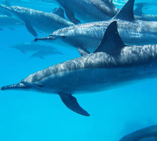 Ägypten Ausflüge By FTS Travels