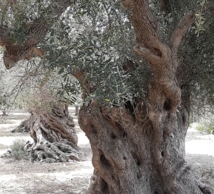 Wandern Georgioupolis