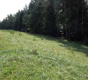 Sternberg