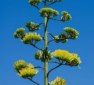 Cast.d.Pesc. Blüte einer Algarve