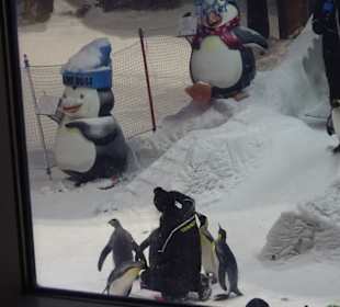 Stadtrundfahrt Dubai