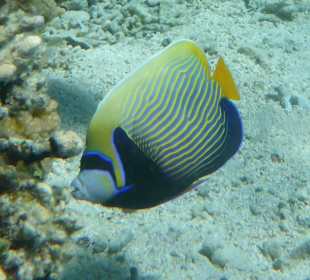 Imperator-Kaiserfisch