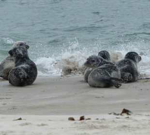 Robbenbaden auf der Düne