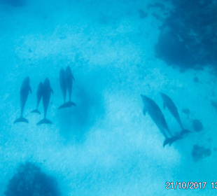 Delfinausflug mit Mo - 21.10.2017