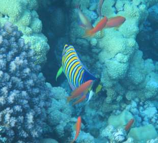 Hausriff Arabia Azur Resort