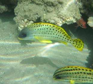 Hausriff Beach Albatros Resort