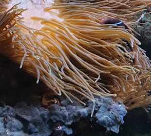 Allwetterzoo Münster