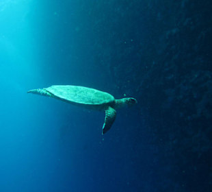 Schildkröte am Hausriff