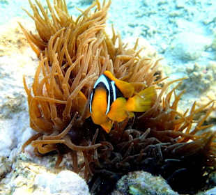 Амфиприончик - Hotel Tropitel Sahl Hasheesh