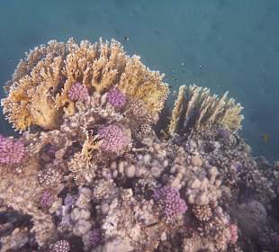 Schnorcheln Marsa Alam