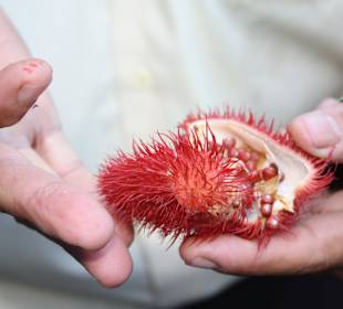 Frucht des Lippenstiftbaums