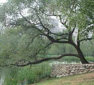 Chaoyang Park.