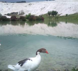 Pamukkale, (Cotton Castle) - Denizli Province