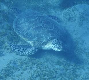 Schildkröte direkt am Strand