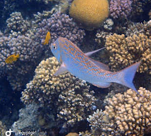 Schnorcheln Hurghada