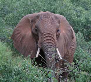Tsavo West Nationalpark