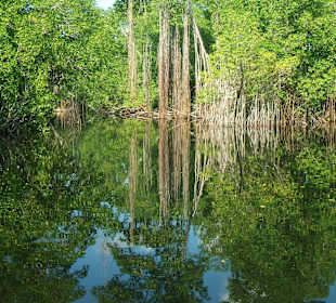 Black River, Mangroven