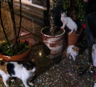 Die Besucher