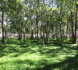 Spaziergang auf dem Ruinengelände