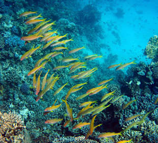 Fischschulen am Hausriff-Außen Süd...