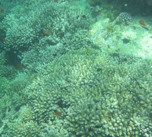 Tauchausflug mit Regina