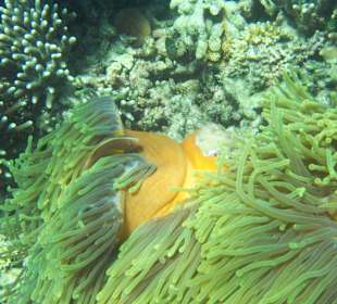 Anemone