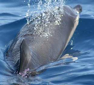 Katamaran Santa Maria